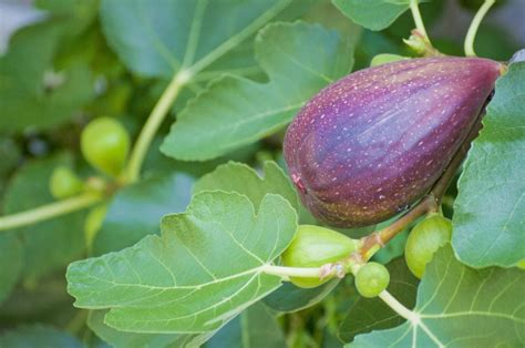 無花果樹花|イチジク（無花果）って花はあるの？いつどこに咲。